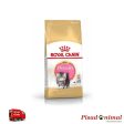 Pienso ROYAL CANIN KITTEN PERSIAN para Gatitos Persas For Cheap