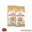 Pienso ROYAL CANIN NORWEGIAN FOREST CAT para Gatos Bosque de Noruega Hot on Sale